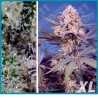 Pineapple Slush XL Automatica de Sweet seeds