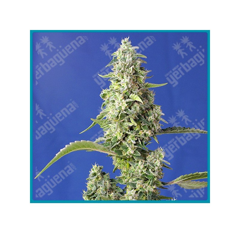 Gorilla girl XL automatica de Sweet seeds Gorilla girl XL automatica de Sweet seeds