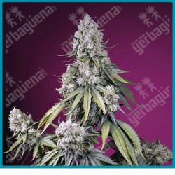 Jealousy z XL automatica de Sweet seeds