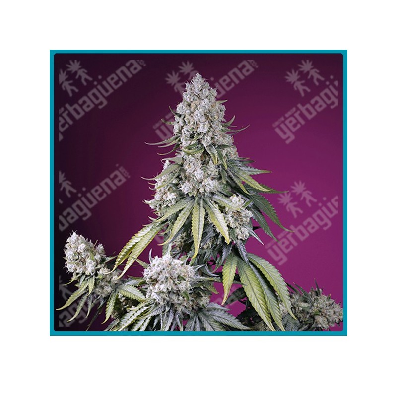 Jealousy z XL automatica de Sweet seeds Jealousy z XL automatica de Sweet seeds