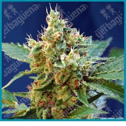 Cream mandarine XL automatica de Sweet seeds