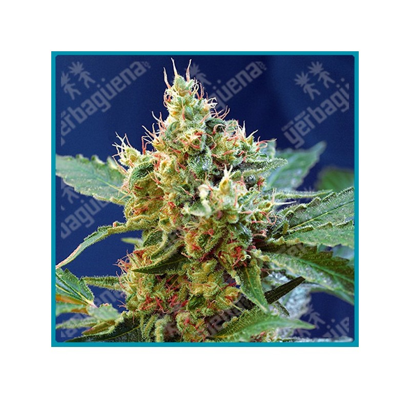 Cream mandarine XL automatica de Sweet seeds Cream mandarine XL automatica de Sweet seeds