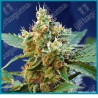Cream mandarine XL automatica de Sweet seeds