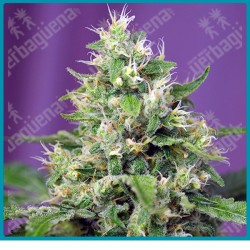 Sweet amnesia haze XL automatica de Sweet seeds