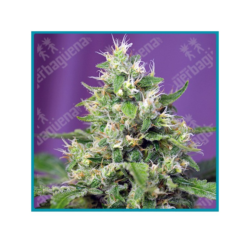 Sweet amnesia haze XL automatica de Sweet seeds Sweet amnesia haze XL automatica de Sweet seeds