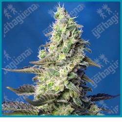 Green poison XL automatica de Sweet seeds