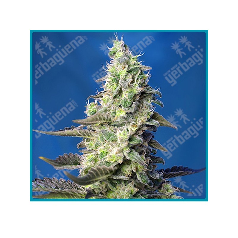 Green poison XL automatica de Sweet seeds Green poison XL automatica de Sweet seeds