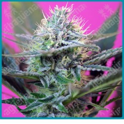 + speed automatica de Sweet seeds