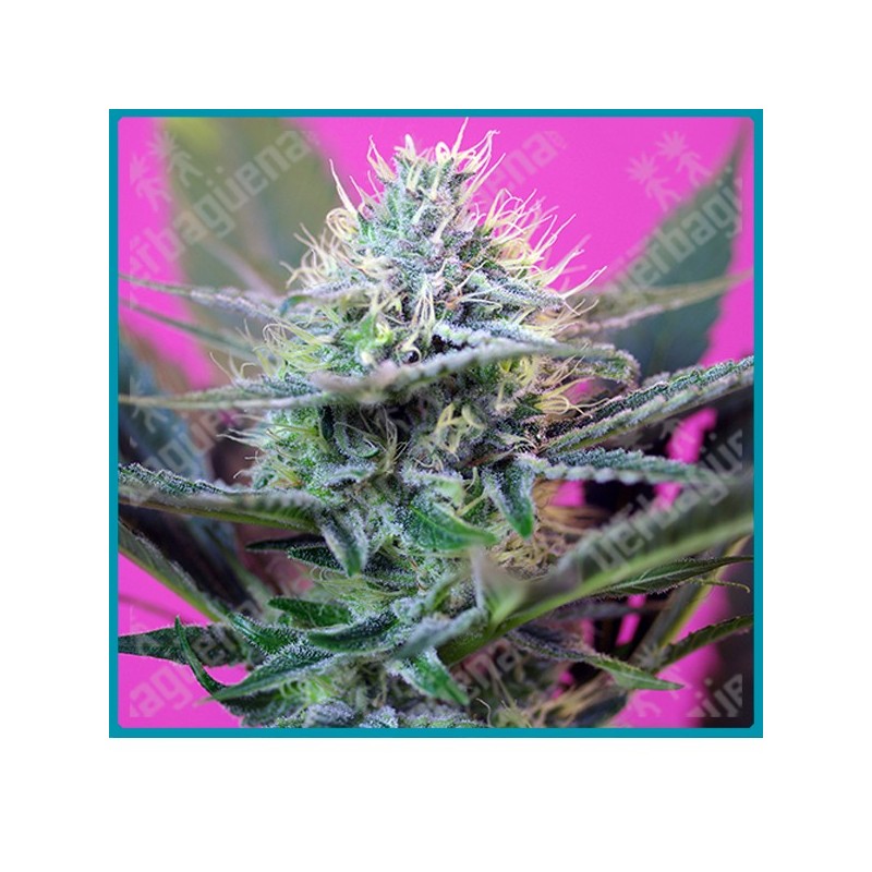 + speed automatica de Sweet seeds + speed automatica de Sweet seeds
