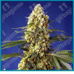 Strawberry banana gelato XL automatica de Sweet seeds