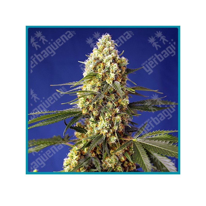 Strawberry banana gelato XL automatica de Sweet seeds Strawberry banana gelato XL automatica de Sweet seeds