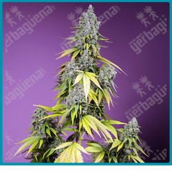 Jet fuel mandarine XL automatica de Sweet seeds