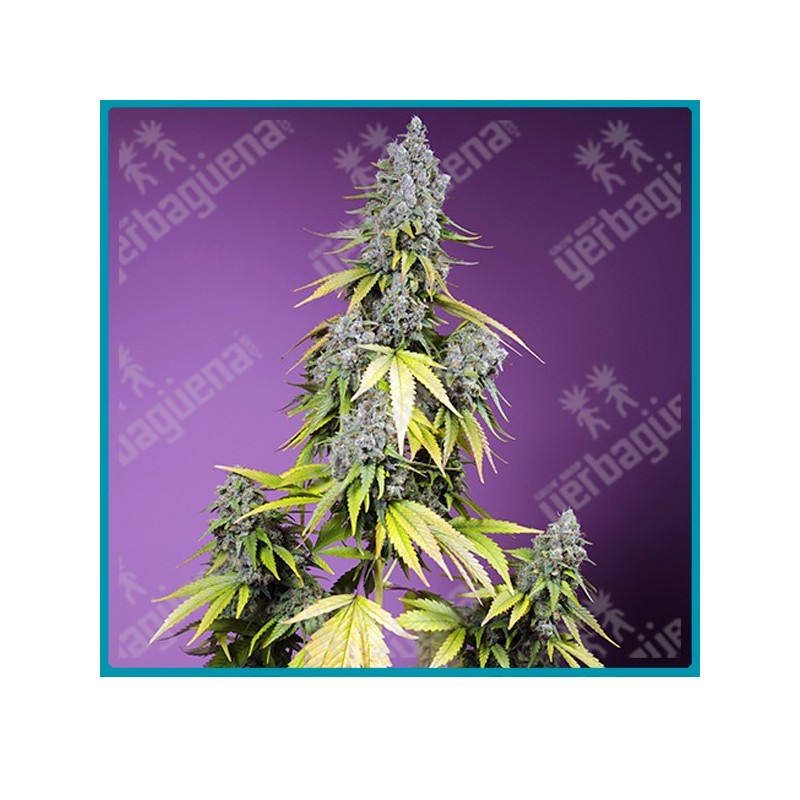 Jet fuel mandarine XL automatica de Sweet seeds Jet fuel mandarine XL automatica de Sweet seeds