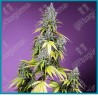 Jet fuel mandarine XL automatica de Sweet seeds