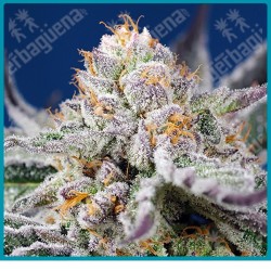 Orange apricot glue xl automatica de Sweet seeds