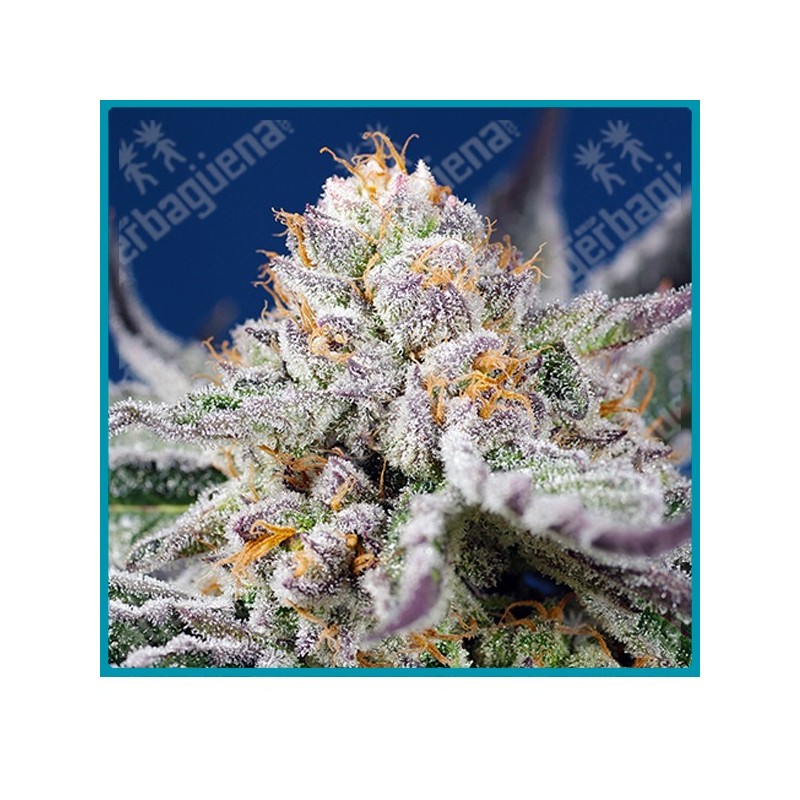 Orange apricot glue xl automatica de Sweet seeds Orange apricot glue xl automatica de Sweet seeds
