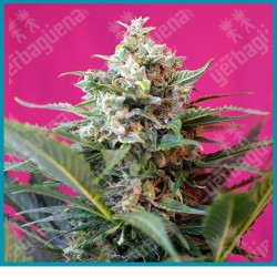 Big devil XL automatica de Sweet seeds