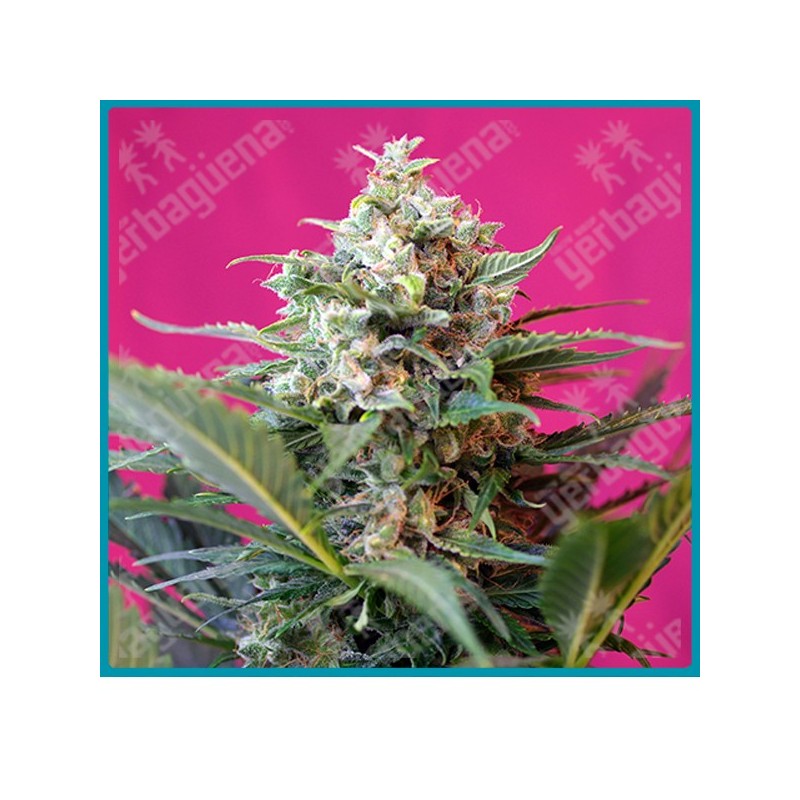 Big devil XL automatica de Sweet seeds Big devil XL automatica de Sweet seeds