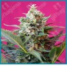 Big devil XL automatica de Sweet seeds
