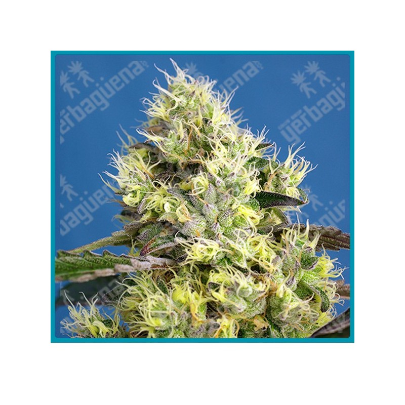 Sweet gelato automatica de Sweet seeds Sweet gelato automatica de Sweet seeds