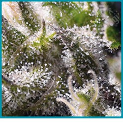 Cream caramel automatica de Sweet seeds