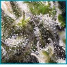 Cream caramel automatica de Sweet seeds