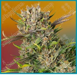 Papaya zoap automatica de Sweet seeds