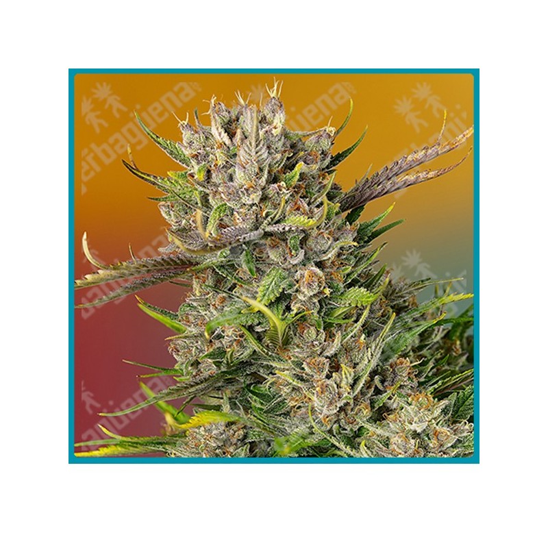 Papaya zoap automatica de Sweet seeds Papaya zoap automatica de Sweet seeds