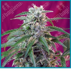 Green poison automatica de Sweet seeds