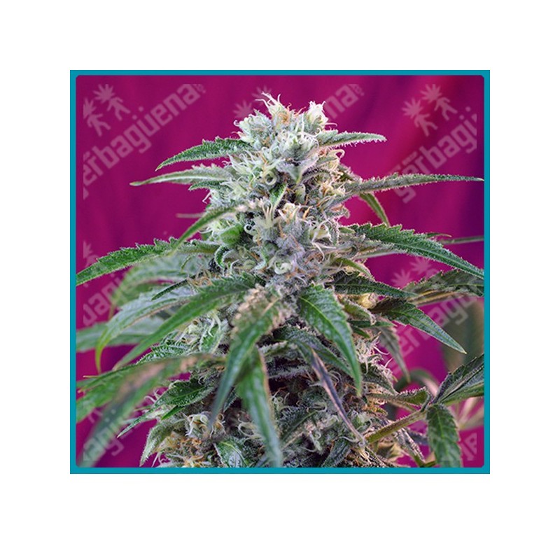 Green poison automatica de Sweet seeds Green poison automatica de Sweet seeds