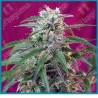 Green poison automatica de Sweet seeds