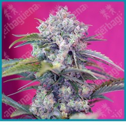 Cream mandarine automatica de Sweet seeds