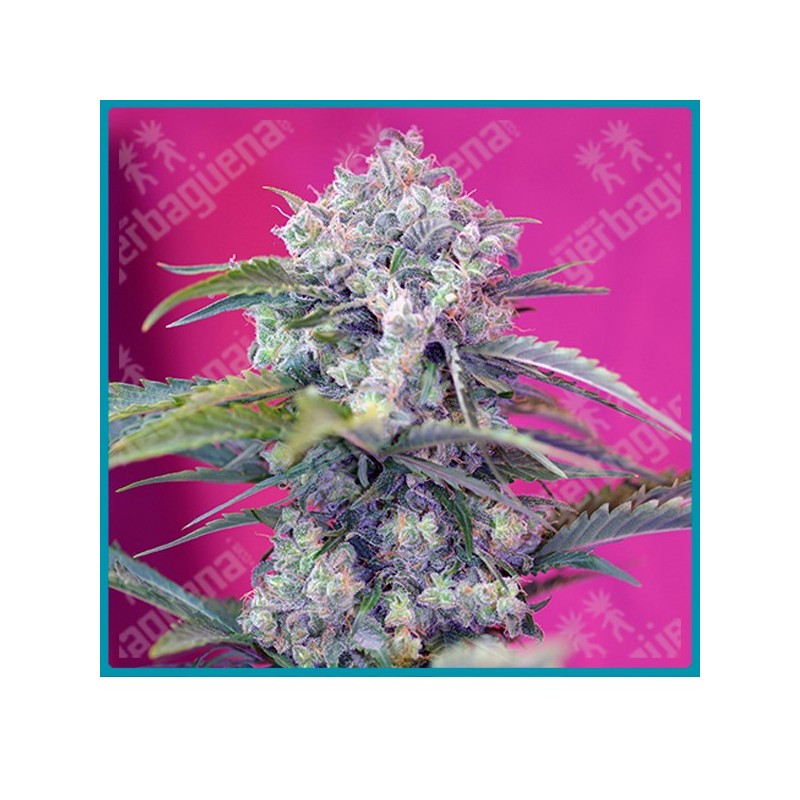 Cream mandarine automatica de Sweet seeds Cream mandarine automatica de Sweet seeds
