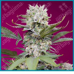 Sweet mandarine zkittlez XL automatica de Sweet seeds