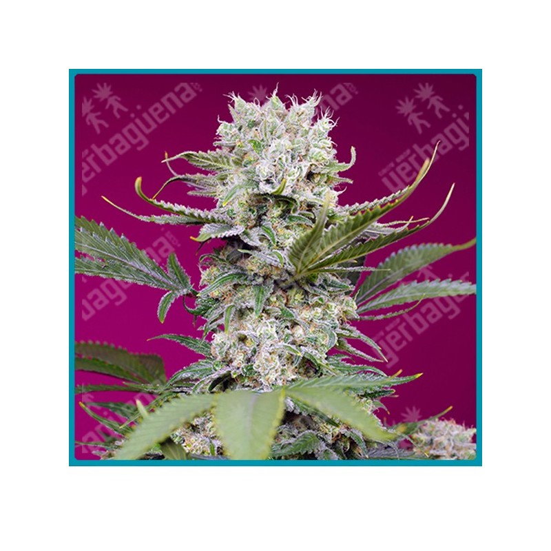 Sweet mandarine zkittlez XL automatica de Sweet seeds Sweet mandarine zkittlez XL automatica de Sweet seeds