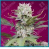 Sweet mandarine zkittlez XL automatica de Sweet seeds