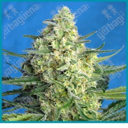 Jack 47 xl automatica de Sweet seeds