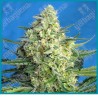 Jack 47 xl automatica de Sweet seeds