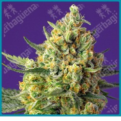 Crystal candy XL automtica de Sweet seeds