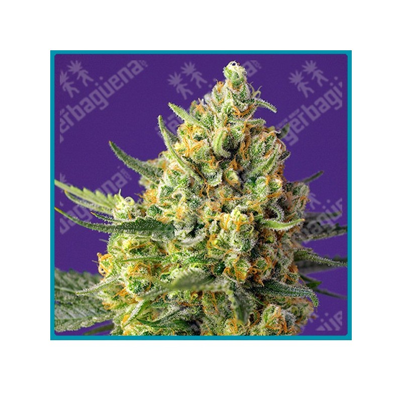 Crystal candy XL automtica de Sweet seeds Crystal candy XL automtica de Sweet seeds