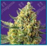 Crystal candy XL automtica de Sweet seeds