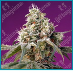 Bruce banner automatica de Sweet seeds