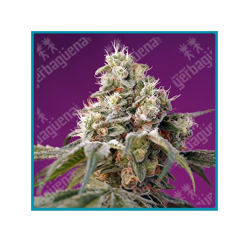 Bruce banner automatica de Sweet seeds Bruce banner automatica de Sweet seeds