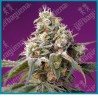 Bruce banner automatica de Sweet seeds