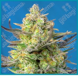 Sweet cheese XL automatica de Sweet seeds