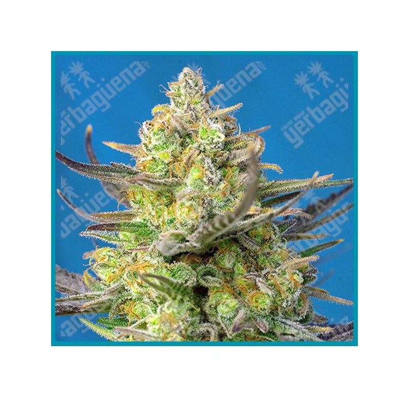 Sweet cheese XL automatica de Sweet seeds Sweet cheese XL automatica de Sweet seeds