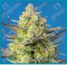 Sweet cheese XL automatica de Sweet seeds