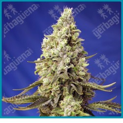 Runtz xl automatica de Sweet seeds