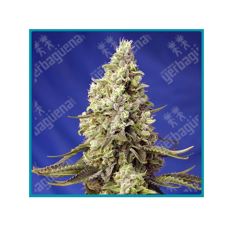 Runtz xl automatica de Sweet seeds Runtz xl automatica de Sweet seeds