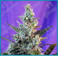Sweet skunk automatica de Sweet seeds